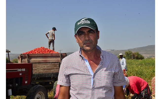 Salçalık domates 18 kuruşa düştü, çiftçi tepki gösterdi