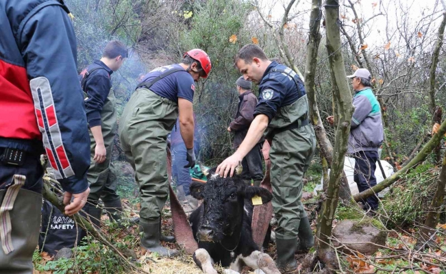 Manisa’da uçuruma düşen gebe inek itfaiye tarafından kurtarıldı