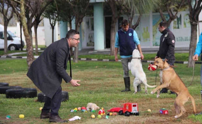 Suça karışmış köpekler oyuncaklarla rehabilite ediliyor