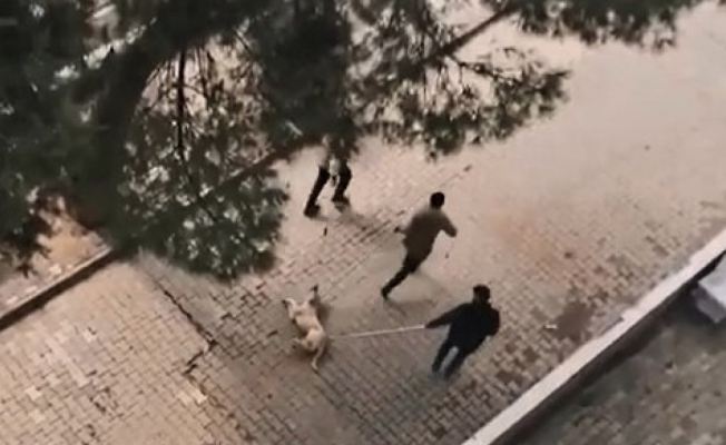 Ahmetli Belediyesi personelinden sokak köpeğine işkence