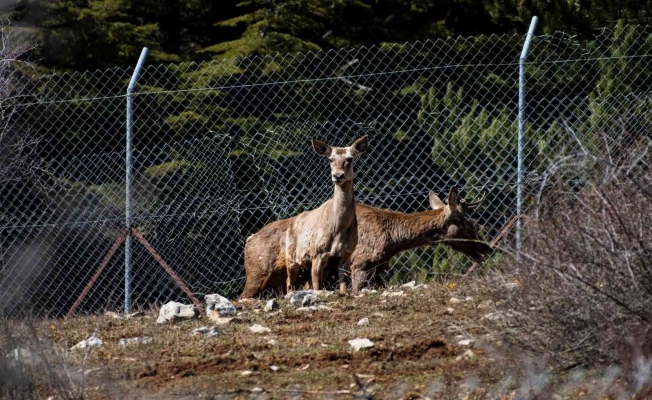 Spil Dağı’na kızıl geyik salındı