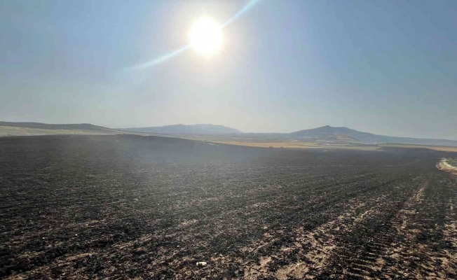 Manisa’da 2 bin dönüm ekili arazi yandı