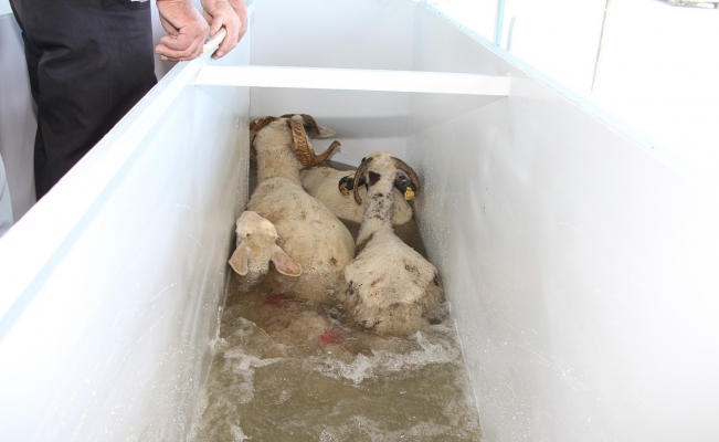 Büyükşehir’den Kulalı çiftçilere küçükbaş hayvan yıkama makinesi desteği