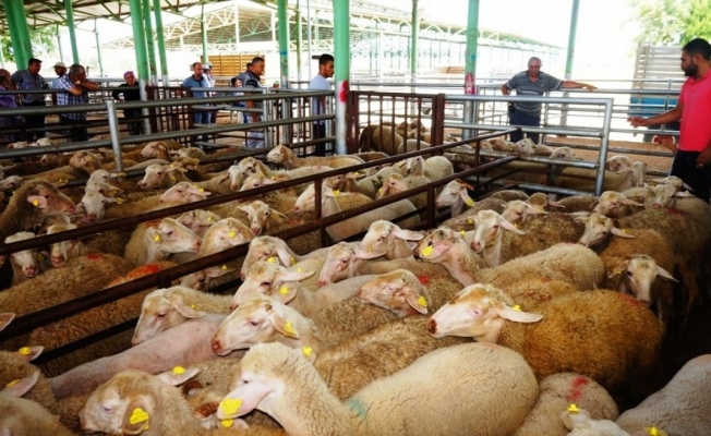Sarıgöl Canlı Hayvan Pazarı tedbir amaçlı 45 gün kapatıldı