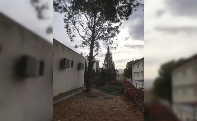 Ağaçtan düşen temizlik görevlisi hayatını kaybetti