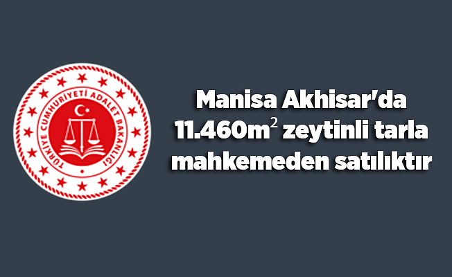 Manisa Akhisar'da 11.460m² zeytinli tarla mahkemeden satılıktır