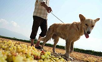 Geçmişte tüfekle korunan üzüm bağları eğitimli köpeklere emanet