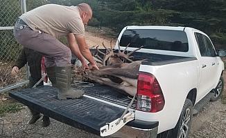 Bir haftadır kaçan geyik yeniden Spil Milli Parkı’nda