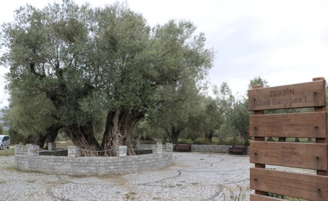 1655 yıllık zeytin ağacı turizme kazandırılıyor