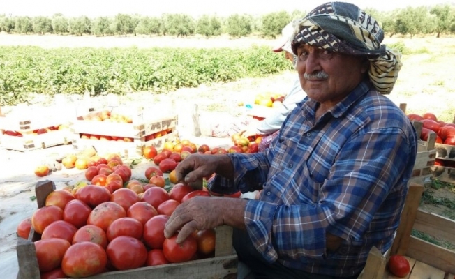 Yerli domateste hasat sevinci