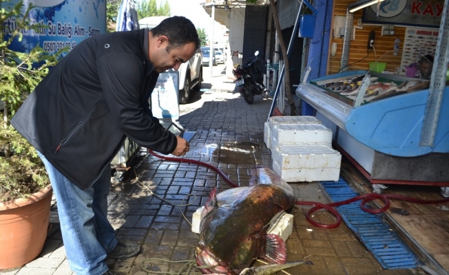Manisa’da dev yayın balığı şaşkınlığı