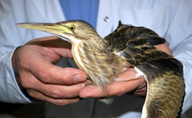 Yaralı Balaban kuşu tedavi altına alındı