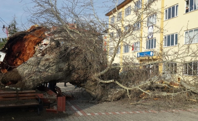 170 yıllık ağaç devrildi