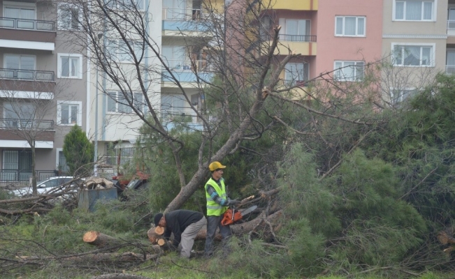 Manisa’da kesilen ağaçlar tepkiye neden oldu