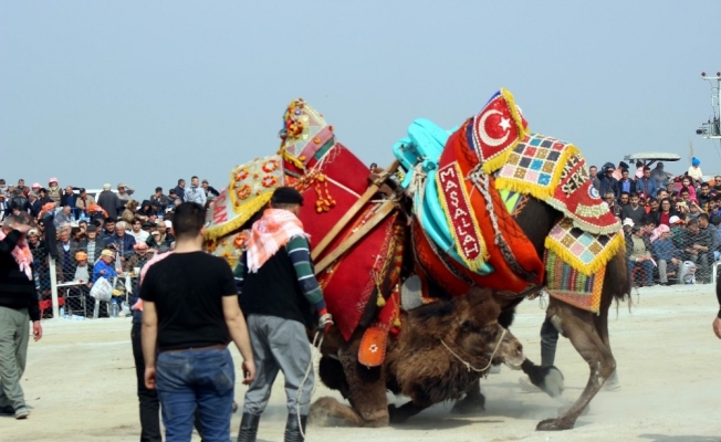 Salihli’de geleneksel deve güreşi iptal