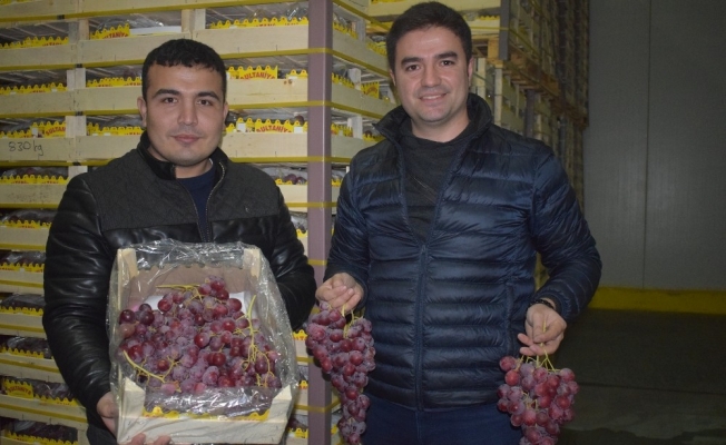 Yaş üzüm ihracatında son tır Alaşehir’den yola çıktı