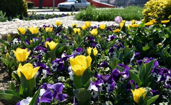 Bahar çiçekleri Alaşehir’e renk kattı