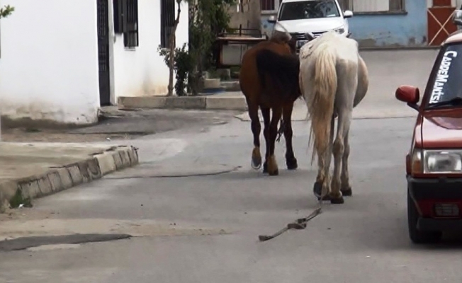 İplerinden kurtulan atlar trafiğe daldı