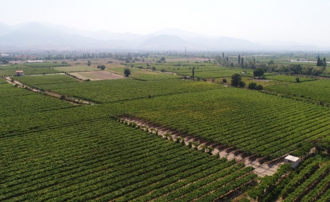 Tarım arazileri Türkiye’de azaldı Manisa’da arttı