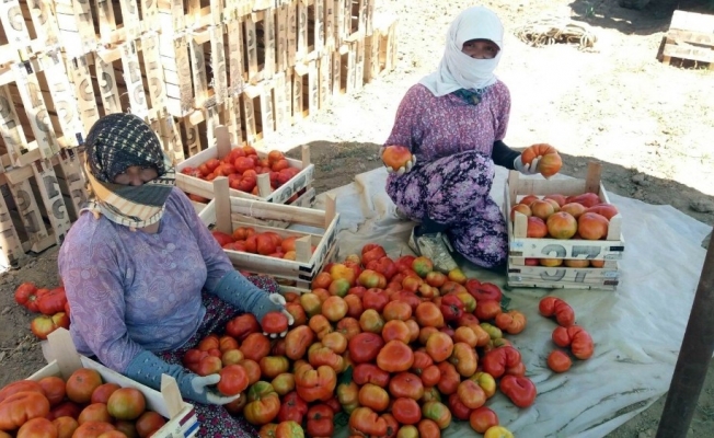 Manisa’da yerli domateste hasat zamanı