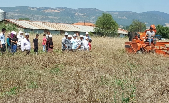 Gördes’de yerel buğday projesi kapsamında hasat yapıldı