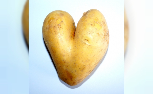 Kalp görünümlü patates şaşırttı