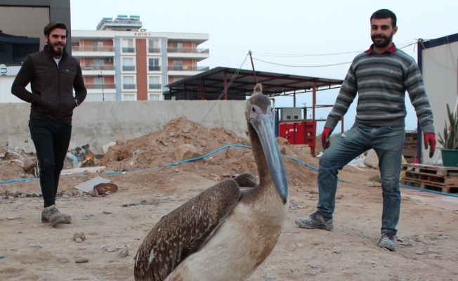 Yorgun düşen pelikana inşaat işçileri sahip çıktı