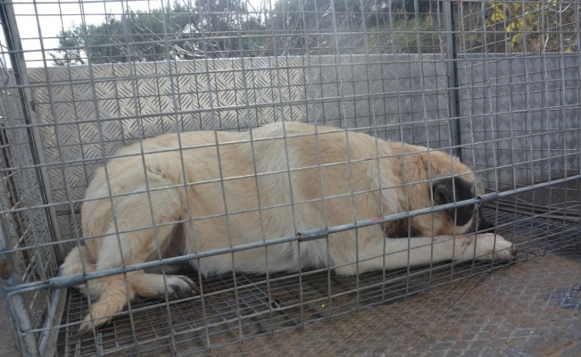 Ölmek üzere olan köpeğe Şehzadeler Belediyesi sahip çıktı