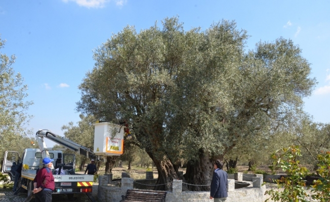(Özel) Kırkağaç’taki bin 657 yıllık zeytin ağacına bakım