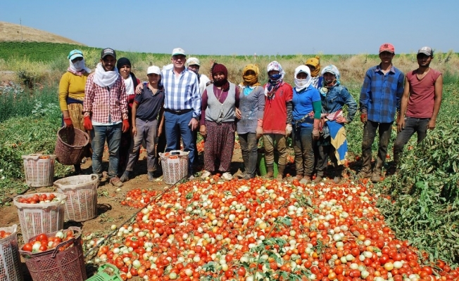 Salçalık domateste üretim arttı