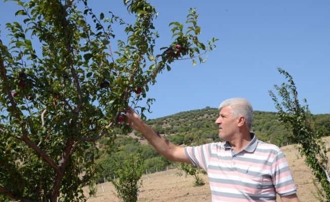 Yunusemre’nin organik bahçeleri ilk meyvelerini verdi