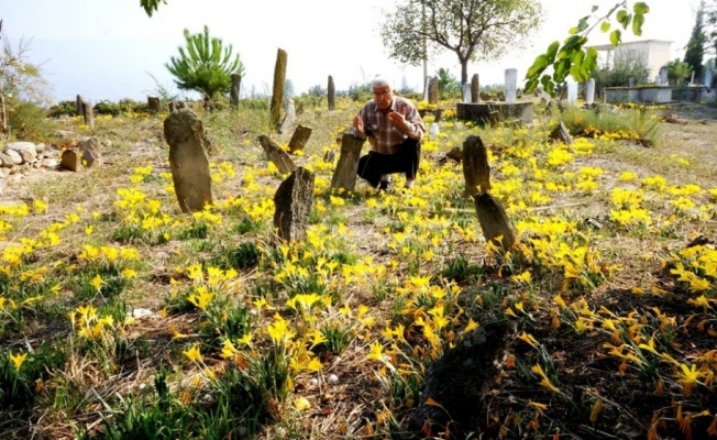 Sarı çiğdemler 200 yıllık mezarlığı her yıl sarıya bürüyor