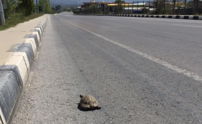 Issız sokaklar kaplumbağaya kaldı