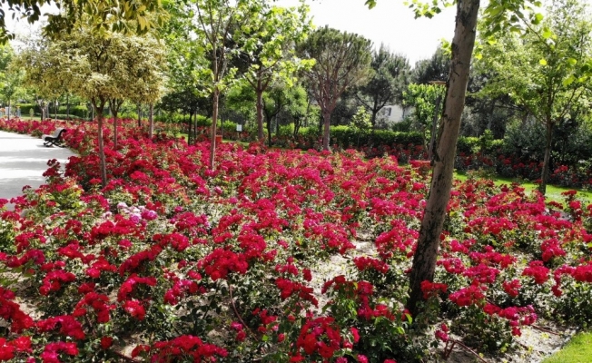 Atatürk Kent Parkı vatandaşları çiçeklerle karşılayacak