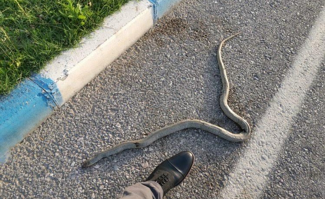 Manisa'da yılan paniği