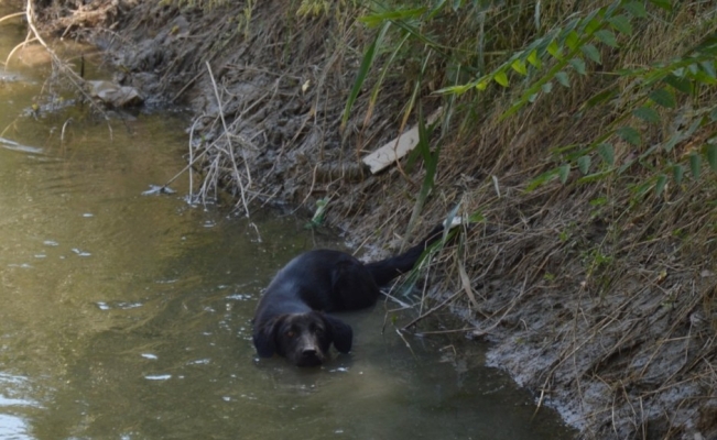 Sıcaktan bunalan sokak köpeği kendini sulama kanalına attı