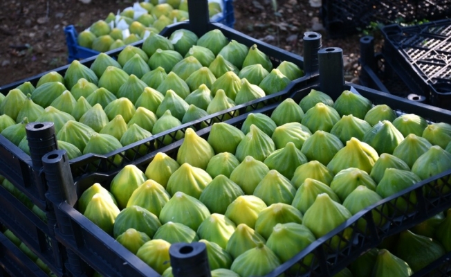 ’Yediveren’ inciri toplanmaya başlandı