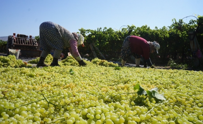 Açıklanan kuru üzüm fiyatı çiftçileri ve TARİŞ’İ sevindirdi