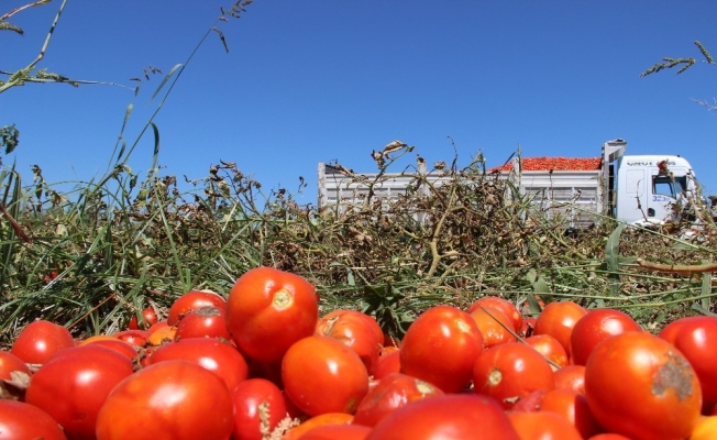 Manisa’da domatesler tarlada kaldı
