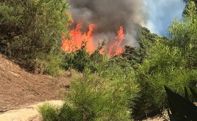 Manisa’daki orman yangını kısmen kontrol altında