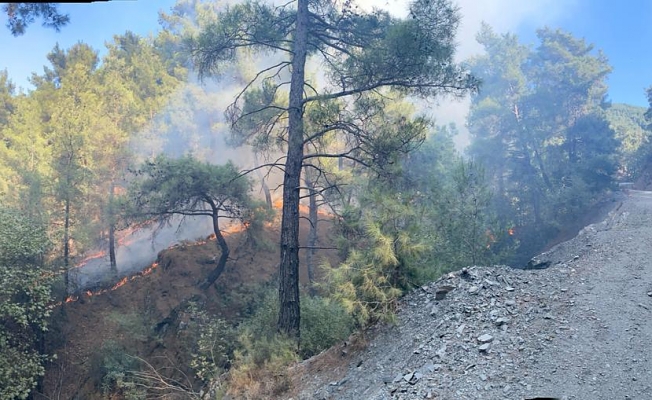 Uncubozköy'de orman yangını