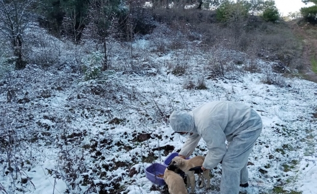 Salihli Belediyesi karlı havada sokak hayvanlarını unutmadı