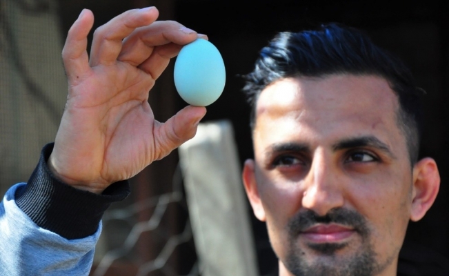 Amerika’dan getirttiği mavi yumurtalar hayatını değiştirdi