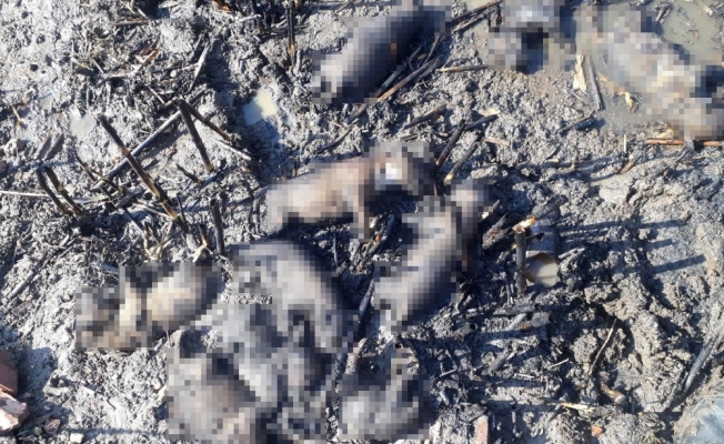 Manisa’da 10 yavru köpek yangında telef oldu