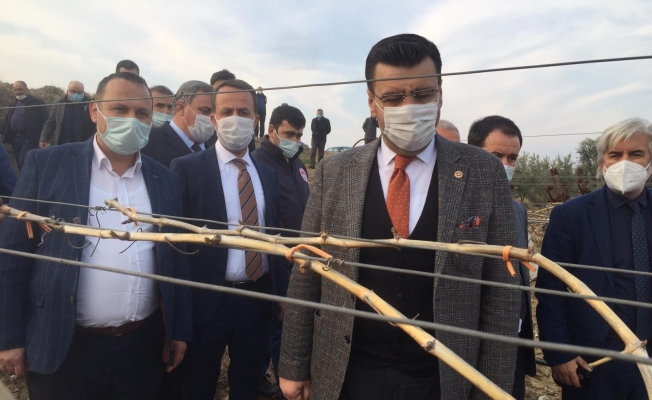 AK Parti’li Akkal Alaşehir’de dondan zarar gören bağlarda incelemede bulundu