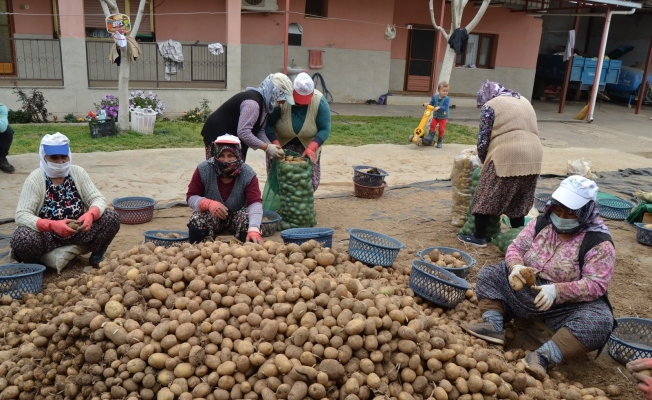 TMO’nun patates alımı Manisalı çiftçilerin yüzünü güldürdü