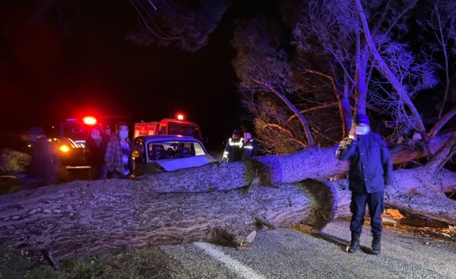 Otomobil devrilen ağaca çarptı: 3 yaralı