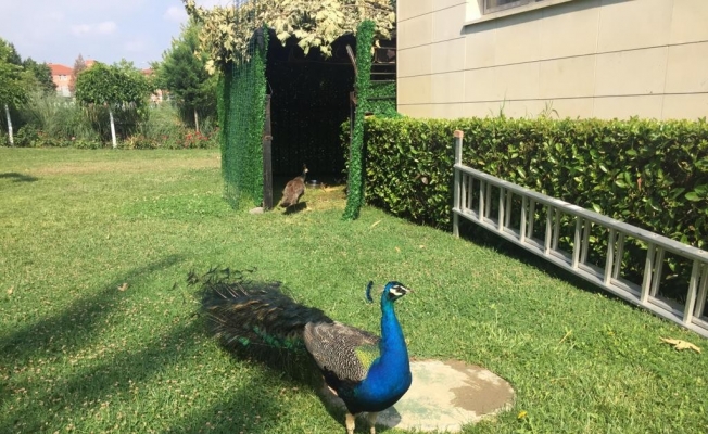 Atatürk Kent Parkı tavus kuşlarıyla renklendi
