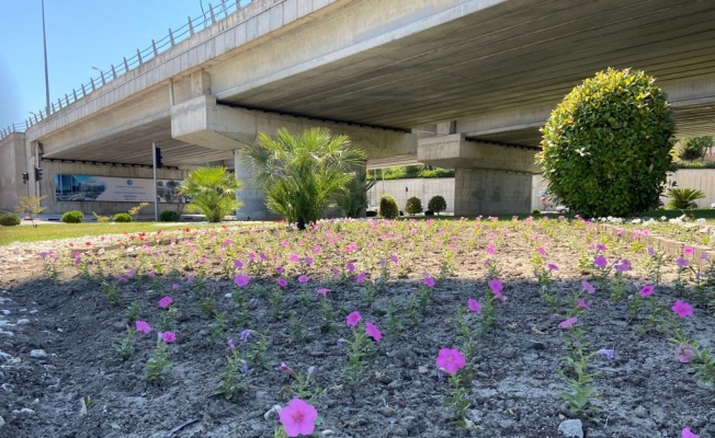Büyükşehirin ürettiği çiçekler Manisa’yı süslüyor