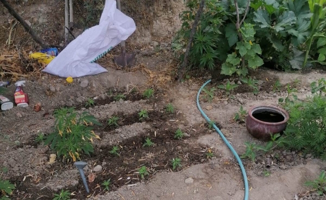 Evinin bahçesinde kenevir yetiştiren yaşlı kadın gözaltına alındı